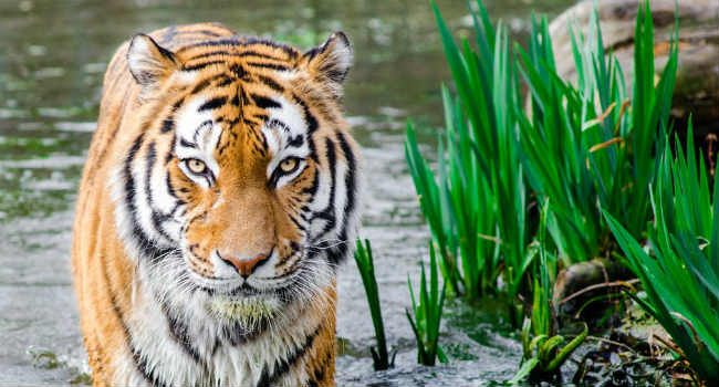 tigre in via di estinzione