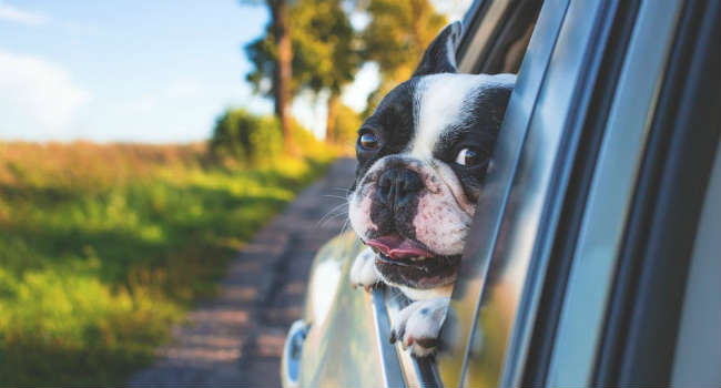 cane in macchina caldo