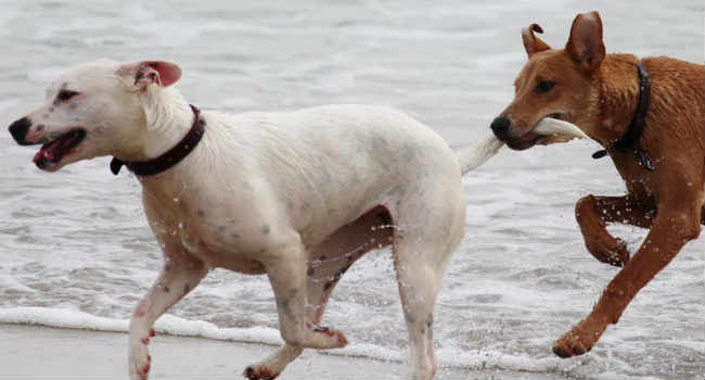 cani spiaggia caldo