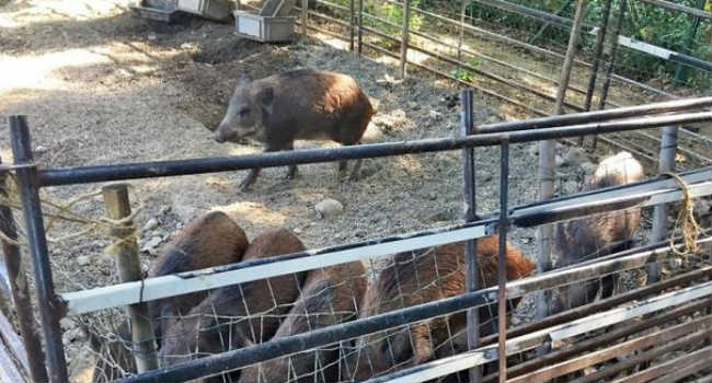 fattoria delle coccole maltrattamenti