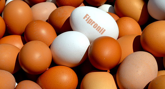 Uova fipronil Italia