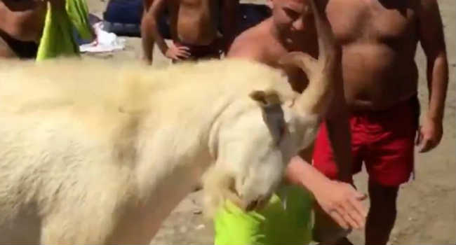 Willy caprone schiaffi in spiaggia