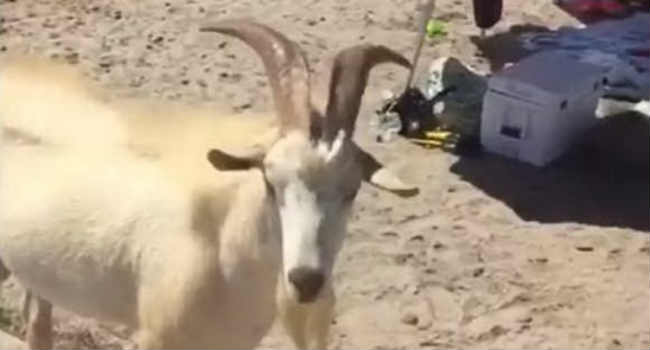 Willy caprone spiaggia schiaffi