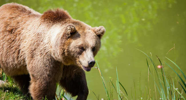 orso trentino cortometraggio