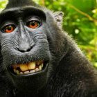 selfie macaco