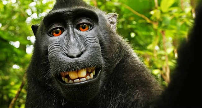 selfie macaco