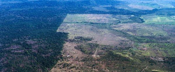 Deforestazione amazzonia allevamenti