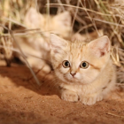 gatto della sabbia