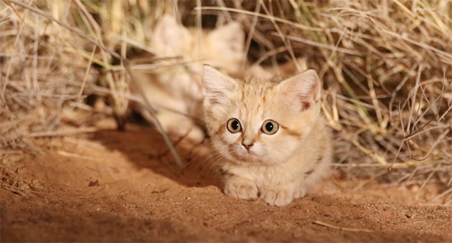 gatto della sabbia