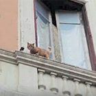killer-gatti roma
