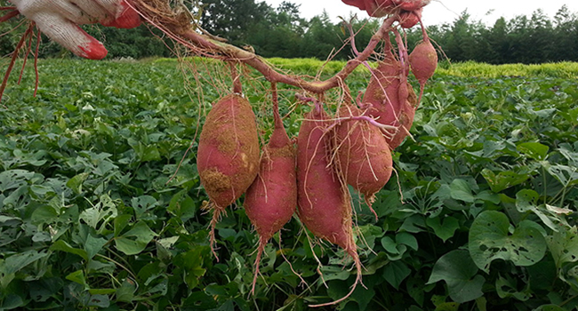 Patata dolce batata