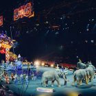 Circo- abolizione uso animali