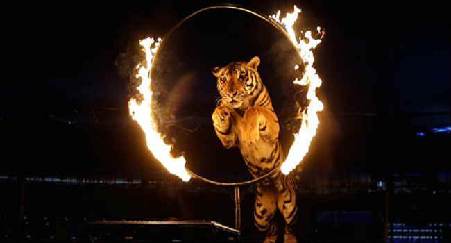 circo con animali superamento