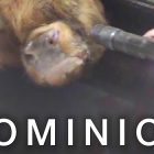 Dominion documentario