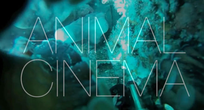 locandina-animal-cinema