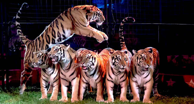 tigri circo