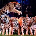 tigri circo