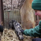 Chiuso allevamento cani da carne