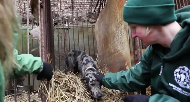 Chiuso allevamento cani da carne