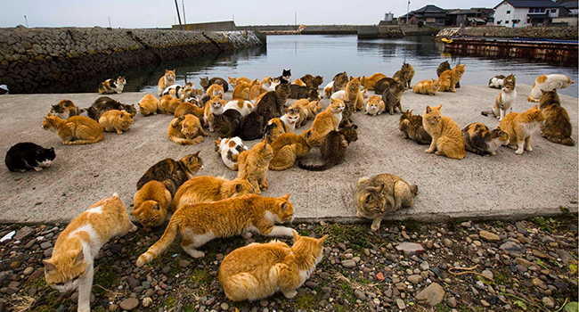 Isola-dei-gatti-Giappone
