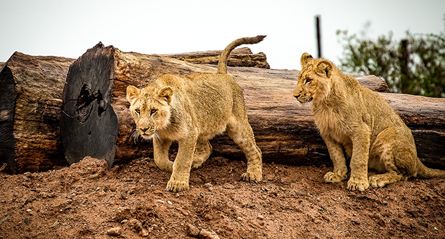 Leoni-eutanasia-zoo