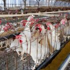allevamenti polli antibiotici