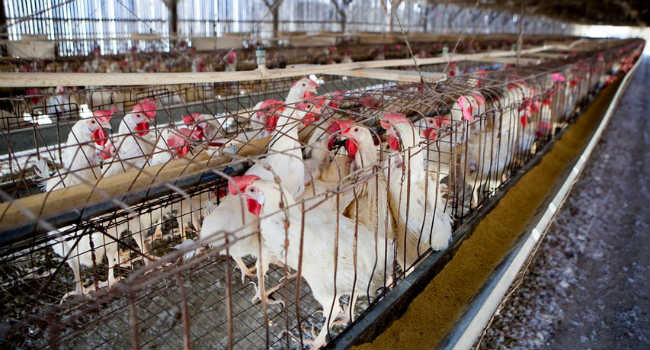 allevamenti polli antibiotici