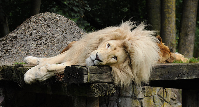 leoni uccisi zoo Svezia