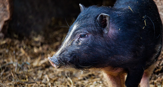 Animali esseri senzienti