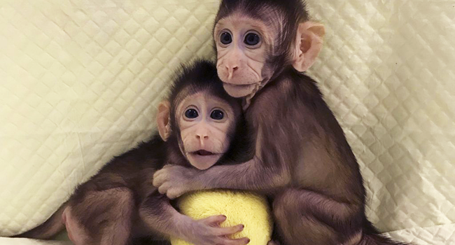 Scimmie clonate cinesi