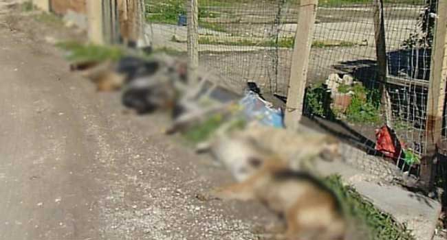 Cani-avvelenati-Sciacca