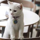 Cat café dove sono