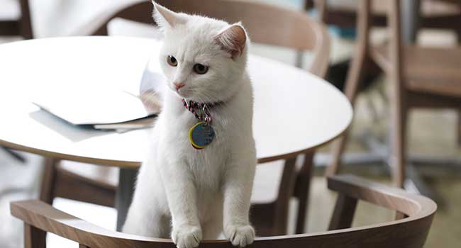 Cat café dove sono