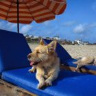 Spiaggia per cani: Dog-Beach-San-Vincenzo-Livorno_