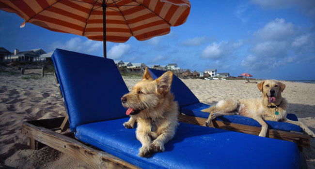 Spiaggia per cani: Dog-Beach-San-Vincenzo-Livorno_
