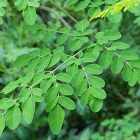 Moringa