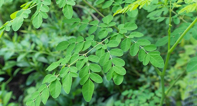 Moringa