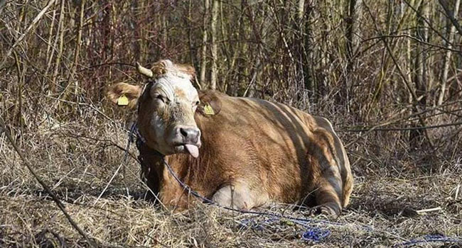 mucca polacca scappata dal macello muore