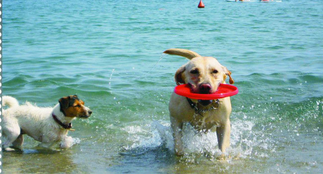 spiaggia-cani-bau-bau-village-liguria