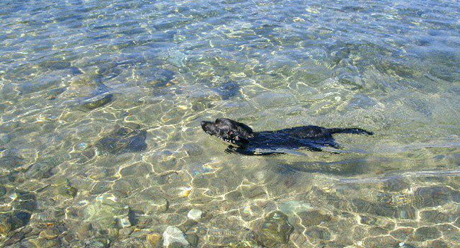 spiaggia-cani-sardegna