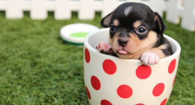 teacups dogs