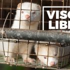 visoni-liberi_essereanimali