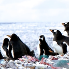 Pinguini isola plastica