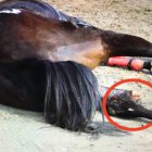 Cavallo morto palio legnano