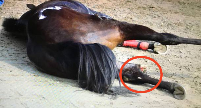 Cavallo morto palio legnano