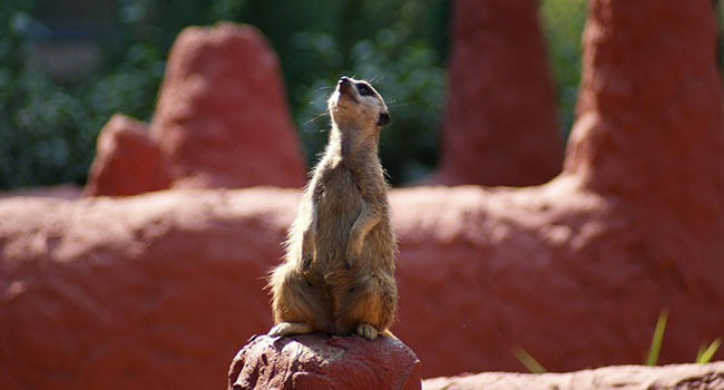 Suricato bambino zoo