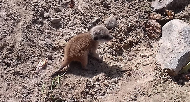 Suricato bambino zoo