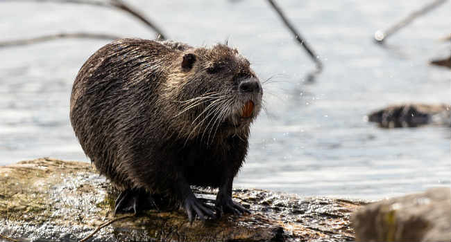 pezzatino di nutria Cruciani