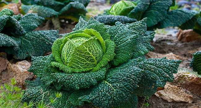 Vegetali-a-foglia-verde calcio