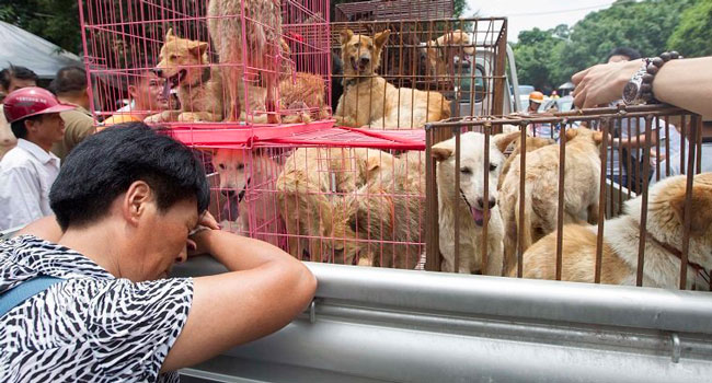 Attivista cinese Yulin